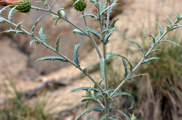 Arizona Thistle is a forb/herb that may grow as high as 4 feet (150 cm) in height. Plants bloom from May to October of November and prefer elevations between 3,000 and 12,000 feet (900-3,600 m). Cirsium arizonicum